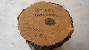 Desert Ironwood  (Olyner Testa) Log