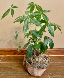 lot 4 image: 3 House Plants