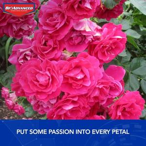 5 lbs. Granules 2-in-1 Systemic Rose and Flower Care