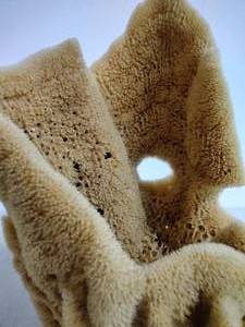 lot 67 image: Sea Sponge