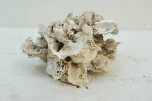Oyster dcor