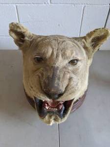 lot 147 image: Taxidermy Mounted Lion Head Call of the Wilderness