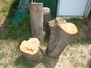 Maple Wood for lathe turning