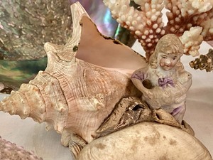 lot 162 image: Wonderful Seashell Collection
