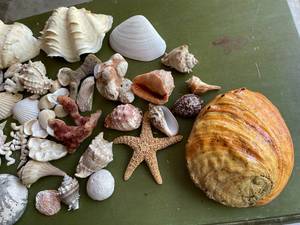 lot 295 image: Seashell Lot