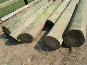 lot 20 image: Green Treat Poles