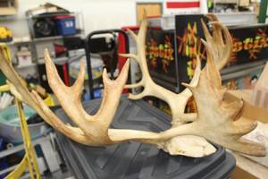 lot 728 image: Alaskan Caribou Antler Wall Dcor