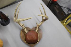 lot 730 image: 4-Point Antler Wall Dcor