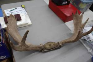 lot 729 image: Moose Antler Wall Dcor