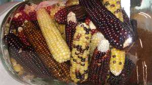 lot 36 image: Miniature decorative corn in gallon pickle jar.
