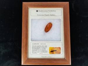 lot 45 image: Framed Insect in Amber