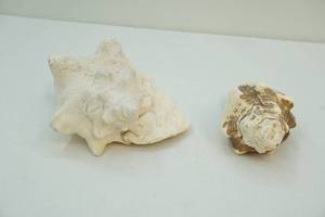 lot 44 image: Seashells