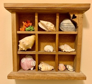 lot 342 image: Shelves with Seashells