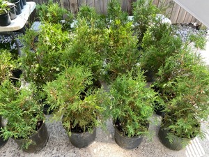 (1) Potted American White Cedar Tree