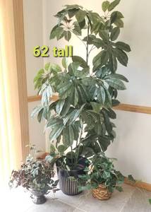 Tall Silk Ficus Tree with Potted Greenery