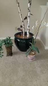 Tall Silk Ficus Tree with Greenery Baskets