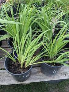 2 gallon Purple Siberian Iris