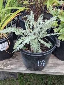 1.5 gallon Silver Yarrow
