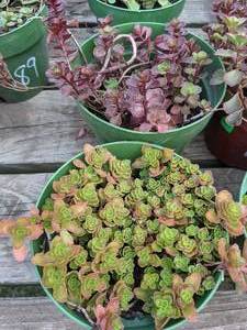 1 quart Sedum, Lot of 2