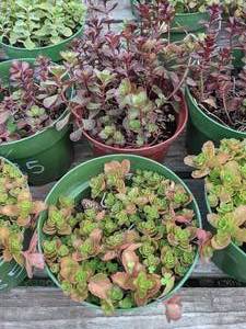1 quart Sedum, Lot of 2