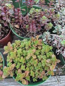1 quart Sedum, Lot of 2