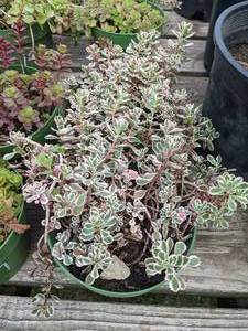 1 quart Sedum, Lot of 2