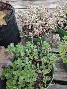 1 quart Sedum, Lot of 2