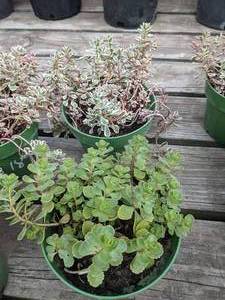 1 quart Sedum, Lot of 2