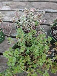 1 quart Sedum, Lot of 2