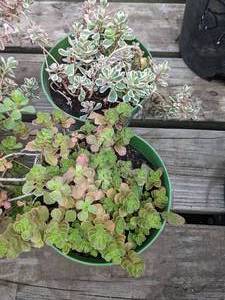 1 quart Sedum, Lot of 2