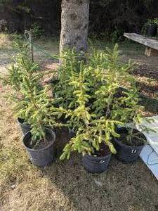 Lot of One 2 - 2.5 foot Norway Spruce