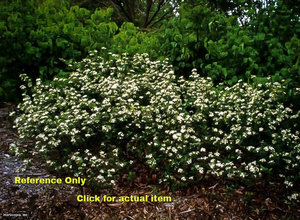 Lot of One 2 foot Black Chokeberry