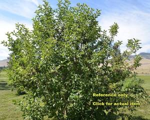 Lot of One 2 foot Chokecherry