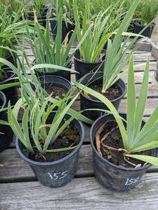2 gallon Assorted Bearded Iris