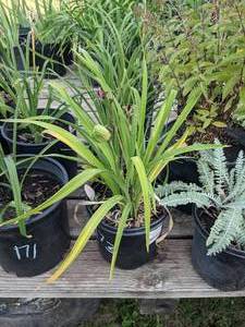 2 gallon Red Daylily