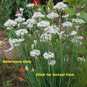 1 gallon Garlic Chives, Lot of 2