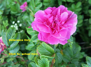 2 gallon (1 foot) Hardy Shrub Rose