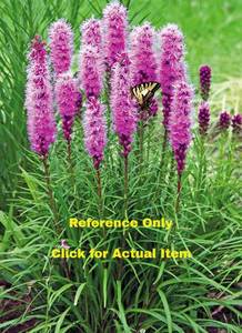 4 in. pot Liatris Blazing Star, Lot of 2
