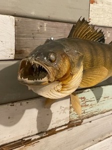 Walleye Mount