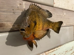 Sunfish Mount