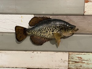 Crappie Mount