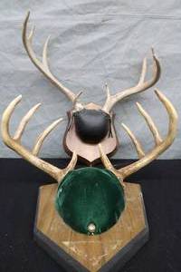 lot 17 image: 8 PT.  DEER RACKS