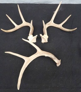 lot 19 image: DEER HORNS