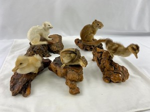 lot 19B image: 5 Vintage Signed Taxidermy Animals on Wood Burls 1980s