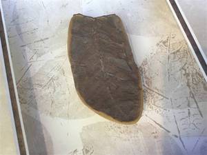 Fossil, Preserved in Shadowbox