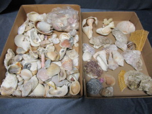 lot 30 image: Shells
