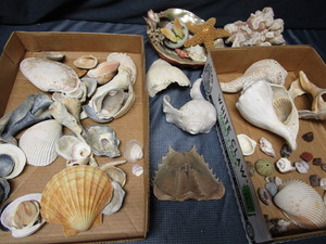 lot 120 image: Shells, Coral