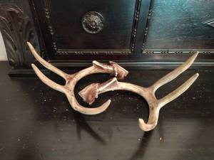 Two Antlers and Wooden Dcor