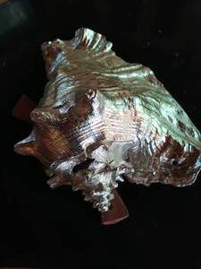 Large Metallic Conch Shell with Stand