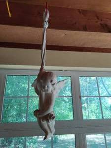 Hanging Angle Figurine
